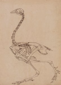 Vogelskelet, lateraal aanzicht door George Stubbs