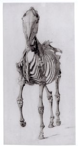Vooraanzicht van het Skelet van een Paard, studie Nr. 10 uit De Anatomie van het Paard, 1766 door George Stubbs