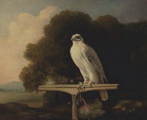 Groenlandse Valk, Gyr Valk door George Stubbs