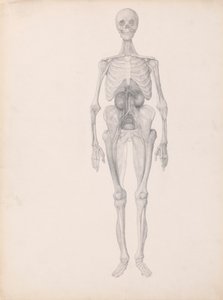Menselijke Figuur, Voorzijde (Afgewerkte Studie van Laatste Fase van Ontleding) door George Stubbs