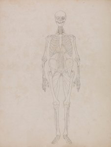 Menselijke figuur, vooraanzicht (omtrekfiguur) door George Stubbs