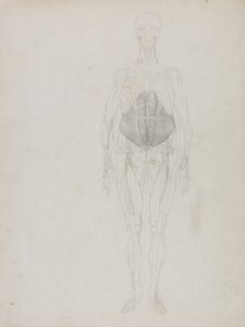 Menselijke Figuur, Anterior Aanzicht, uit 