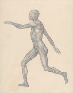 Menselijke Figuur, Lateraal Uitzicht, na Verwijdering van de Huid en de Onderliggende Fasciale Lagen (Voltooide Studie voor Tafel XIII) door George Stubbs