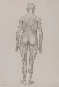Menselijke figuur, achteraanzicht door George Stubbs
