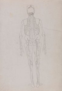 Menselijke Figuur, Achteraanzicht (Omtrektekening voor een sleutel figuur die de laatste fase van dissectie toont) door George Stubbs