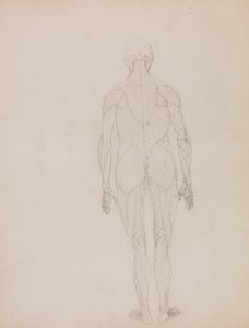 Menselijke figuur, achteraanzicht (omtrektekening voor sleutel figuur naar Tafel XII) door George Stubbs