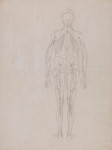 Menselijke Figuur, Achteraanzicht (Omtrektekening voor de sleutel figuur van een onuitgegeven plaat) door George Stubbs