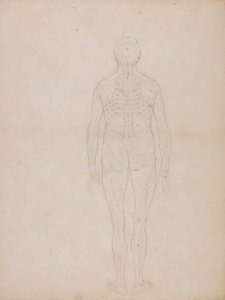 Menselijke figuur, achteraanzicht door George Stubbs