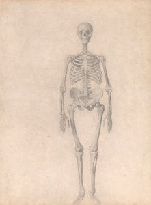 Menselijk Skelet, Vooraanzicht (Afgewerkte Studie voor Tafel I) door George Stubbs