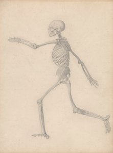 Menselijk Skelet, Zijaanzicht (Dicht bij de Definitieve Studie voor Tabel III Maar Verschilt in Detail)
