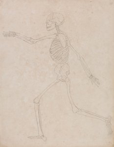 Menselijk skelet, zijaanzicht (mogelijk oorspronkelijk voorbereid voor gebruik als sleutel figuur voor Tabel III maar later verlaten) door George Stubbs