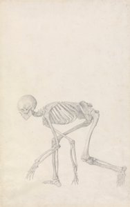 Menselijk skelet, lateraal aanzicht (in gehurkte houding; afgewerkte studie voor een onuitgegeven tabel) door George Stubbs