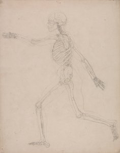 Menselijk Skelet, Zijaanzicht door George Stubbs
