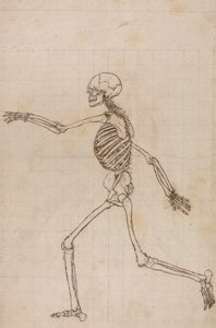 Menselijk skelet, lateraal zicht door George Stubbs