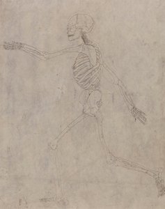 Menselijk skelet, lateraal aanzicht door George Stubbs