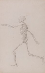 Menselijk skelet, zijaanzicht gezien van links, rennend door George Stubbs