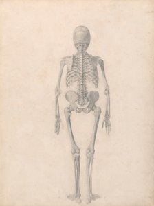 Menselijk skelet, achteraanzicht (afgewerkte studie voor Tafel II) door George Stubbs