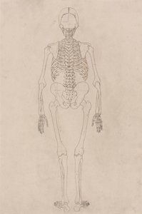 Menselijk Skelet, Achteraanzicht (Betreft Tabel II) door George Stubbs