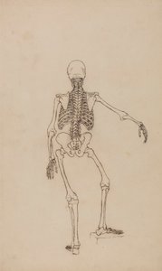 Menselijk skelet, achteraanzicht door George Stubbs