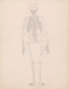 Menselijk skelet, achteraanzicht door George Stubbs
