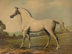 Mambrino. Gefokt door Lord Grosvenor, ca. 1770s, ca. 1879 door George Stubbs