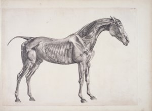 Plaat uit De Anatomie van het Paard, c.1766