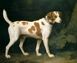 Portret van een hond van William Pitt