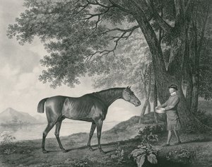 Sharke, gegraveerd door George Townley Stubbs (1756-1815) pub. 1794 (ets) door George Stubbs