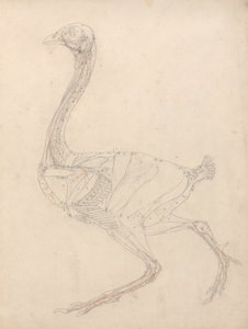 Studie van een Vogel, Laterale Weergave, Diagram voor Sleutel naar Tabel XV, uit Een Vergelijkende Anatomische Expositie van de Structuur van het Menselijk Lichaam met die van een Tijger en een Gewone Vogel, 1795-1806 door George Stubbs