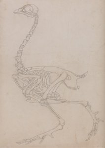 Studie van een vogel, lateraal aanzicht, uit Een vergelijkende anatomische expositie van de structuur van het menselijk lichaam met die van een tijger en een gewone vogel, 1795-1806 door George Stubbs