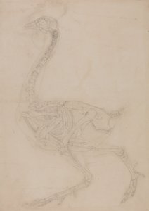 Studie van een vogel, lateraal aanzicht, uit Een vergelijkende anatomische expositie van de structuur van het menselijk lichaam met die van een tijger en een gewone vogel, 1795-1806