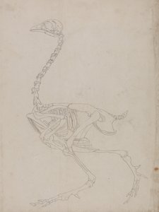 Studie van een vogel, lateraal aanzicht, uit Een vergelijkende anatomische expositie van de structuur van het menselijk lichaam met die van een tijger en een gewone vogel, 1795-1806
