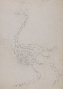 Studie van een vogel, lateraal aanzicht, uit Een vergelijkende anatomische expositie van de structuur van het menselijk lichaam met die van een tijger en een gewone vogel, 1795-1806