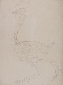 Studie van een vogel, lateraal aanzicht, uit Een vergelijkende anatomische expositie van de structuur van het menselijk lichaam met die van een tijger en een gewone vogel, 1795-1806