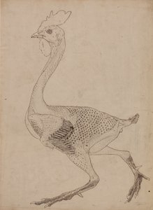 Studie van een vogel, lateraal aanzicht, uit Een vergelijkende anatomische expositie van de structuur van het menselijk lichaam met die van een tijger en een gewone vogel, 1795-1806 door George Stubbs