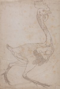 Studie van een Kip, Lateraal Aanzicht, uit Een Vergelijkende Anatomische Expositie van de Structuur van het Menselijk Lichaam met die van een Tijger en een Gewone Kip, 1795-1806 door George Stubbs