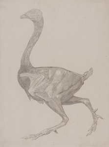 Studie van een Kip, Lateraal Aanzicht, uit Een Vergelijkende Anatomische Expositie van de Structuur van het Menselijk Lichaam met die van een Tijger en een Gewone Kip, 1795-1806
