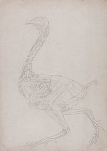 Studie van een Kip, Lateraal Aanzicht, uit Een Vergelijkende Anatomische Expositie van de Structuur van het Menselijk Lichaam met die van een Tijger en een Gewone Kip, 1795-1806