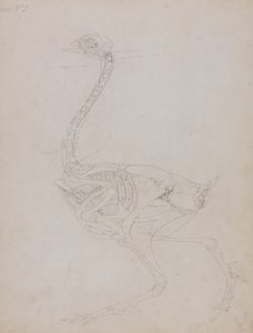 Studie van een Kip, Lateraal Aanzicht, uit Een Vergelijkende Anatomische Expositie van de Structuur van het Menselijk Lichaam met die van een Tijger en een Gewone Kip, 1795-1806