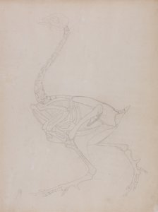 Studie van een Kip, Lateraal Aanzicht, uit Een Vergelijkende Anatomische Expositie van de Structuur van het Menselijk Lichaam met die van een Tijger en een Gewone Kip, 1795-1806