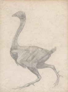 Studie van een Vogel, Laterale Weergave, met huid en onderliggende fasciale lagen verwijderd, uit Een Vergelijkende Anatomische Expositie van de Structuur van het Menselijk Lichaam met die van een Tijger en een Gewone Vogel, 1795 door George Stubbs