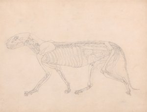Studie van een Tijger, Laterale Weergave, Abdominale Viscera Blootgelegd, uit Een Vergelijkende Anatomische Expositie van de Structuur van het Menselijk Lichaam met die van een Tijger en een Gewone Vogel, c.1795-1806 door George Stubbs