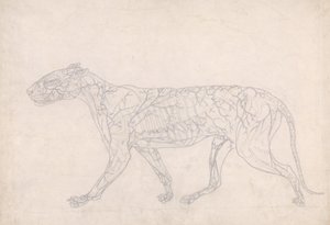 Studie van een Tijger, Laterale Weergave, Diagram met de Subcutane Bloedvoorziening, uit Een Vergelijkende Anatomische Expositie van de Structuur van het Menselijk Lichaam met die van een Tijger en een Gewone Vogel, 1795-1806 door George Stubbs