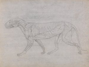 Studie van een Tijger, Laterale Weergave, uit Een Vergelijkende Anatomische Expositie van de Structuur van het Menselijk Lichaam met die van een Tijger en een Gewone Vogel, c.1795-1806