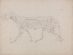 Studie van een Tijger, Laterale Weergave, uit Een Vergelijkende Anatomische Expositie van de Structuur van het Menselijk Lichaam met die van een Tijger en een Gewone Vogel, c.1795-1806 door George Stubbs