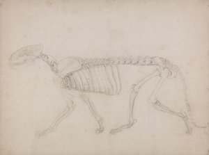Studie van een Tijger, Laterale Weergave, uit Een Vergelijkende Anatomische Expositie van de Structuur van het Menselijk Lichaam met die van een Tijger en een Gewone Vogel, 1795-1806 door George Stubbs
