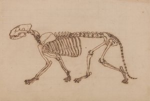 Studie van een Tijger, Laterale Weergave, uit Een Vergelijkende Anatomische Expositie van de Structuur van het Menselijk Lichaam met die van een Tijger en een Gewone Vogel, 1795-1806 door George Stubbs