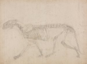 Studie van een Tijger, Laterale Weergave, uit Een Vergelijkende Anatomische Expositie van de Structuur van het Menselijk Lichaam met die van een Tijger en een Gewone Vogel, 1795-1806 door George Stubbs