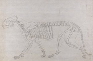 Studie van een Tijger, Laterale Weergave, uit Een Vergelijkende Anatomische Expositie van de Structuur van het Menselijk Lichaam met die van een Tijger en een Gewone Vogel, 1795-1806 door George Stubbs