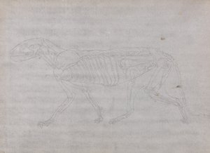 Studie van een tijger, lateraal aanzicht, uit Een vergelijkende anatomische expositie van de structuur van het menselijk lichaam met die van een tijger en een gewone vogel, 1795-1806 door George Stubbs